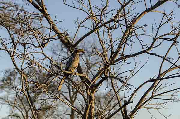 85 - Pajaro Southern Yellow-Billed Hornbill - reserva Sabi Sands - Sudafrica